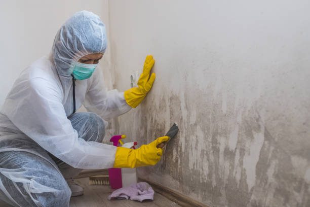 Best Toxic Mold Removal  in Salida Del Sol Estates, TX