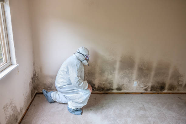 Best Certified Mold Removal  in Salida Del Sol Estates, TX